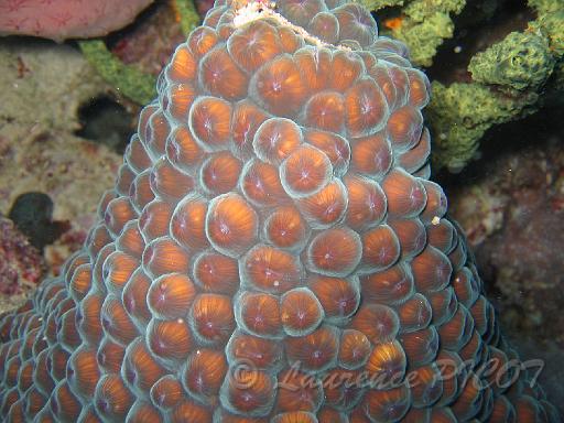 grand corail étoilé montastrea cavernosa.JPG